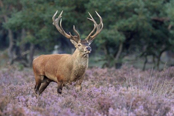 Red deer (Cervus elaphus) stands between Heathers (Calluna vulgaris) at the edge of the forest