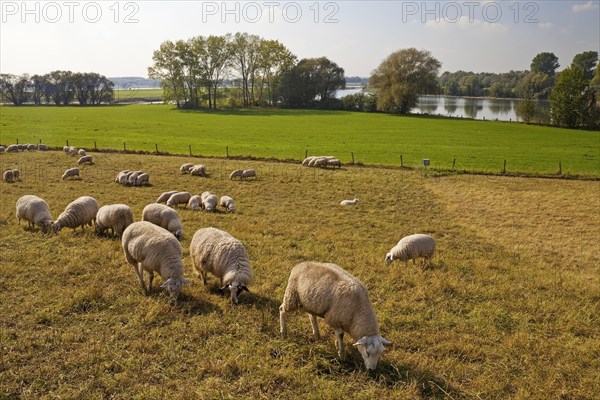 Flock of sheep in the Rheinaue Bislich-Vahnum