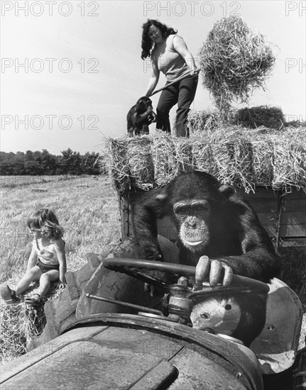 Chimpanzee drives a tractor