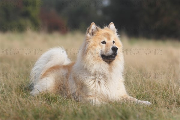 Eurasier