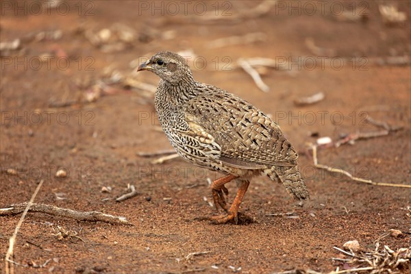 Crested francolin (Francolinus sephaena)