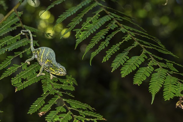 Canopy Chameleon (Furcifer willsii)