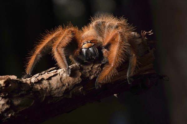 Megaloremmius leo on a branch