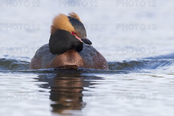 Horned Grebe (Podiceps auritus)