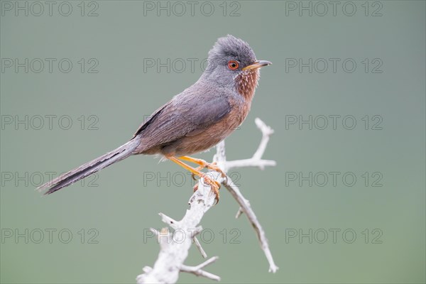 Dartford Warbler (Sylvia undata)