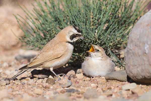 Temminck's Lark (Eremophila bilopha)