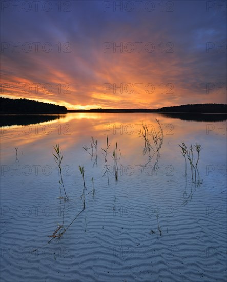 Great Furstensee lake with reeds