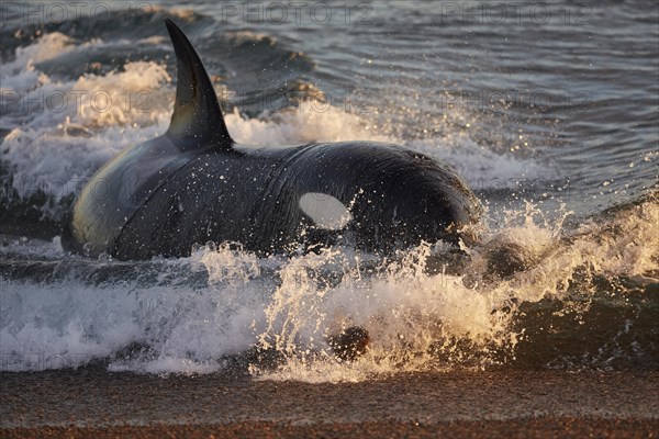 Orca (Orcinus orca) attacking sea lion pups (Otaria flavescens) at the beach