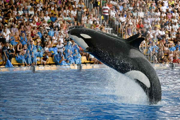 Two Killer whales (Orcinus orca) jumping synchronously