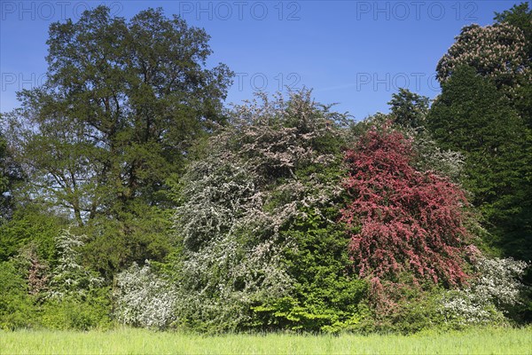 Flowering hawthorn (Crataegus monogyna) and Paul's Scarlet (Crataegus laevigata)