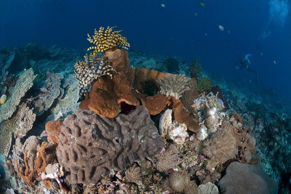 Coral garden with hairstars (Comatulida)