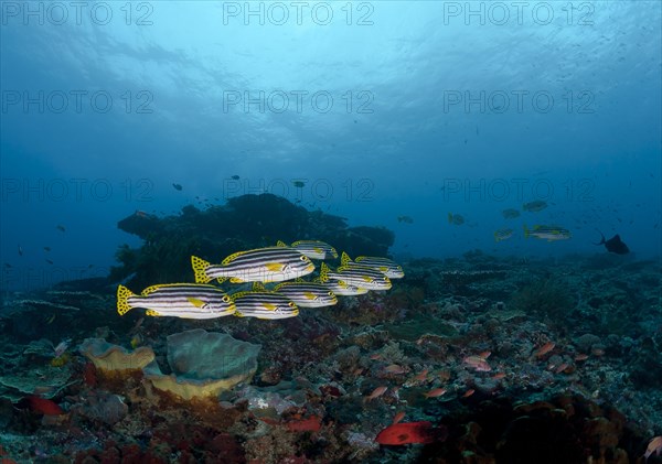 Orient Sweet Lip (Plectorhinchus vittatus)