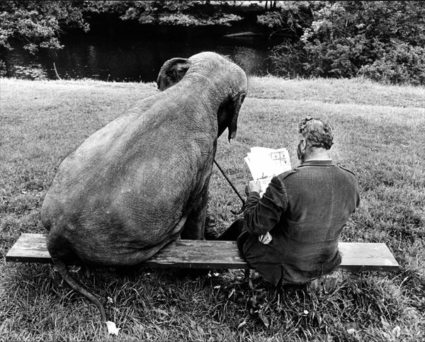 Elephant and man on park bench