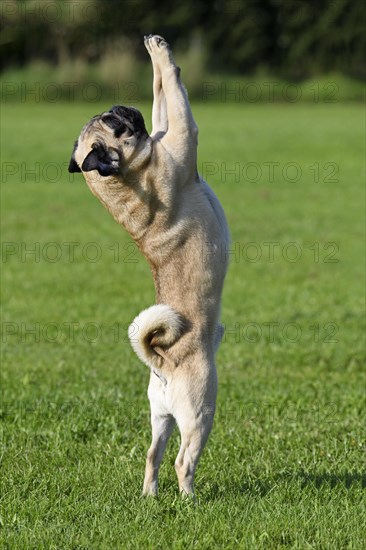Pug stands on hind legs
