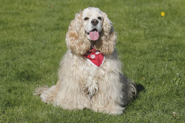 American Cocker Spaniel