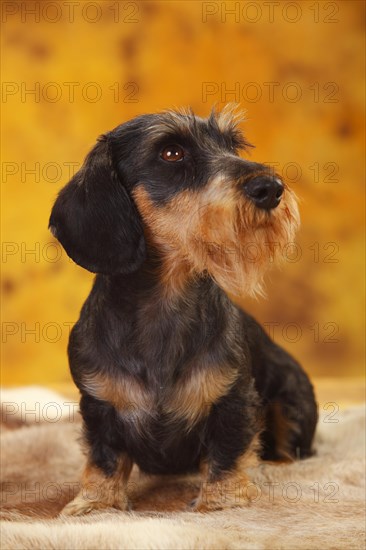 Little Grey-haired Dachshund