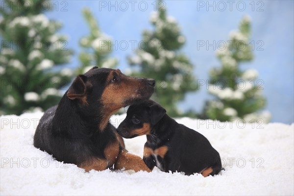 German hunting terrier