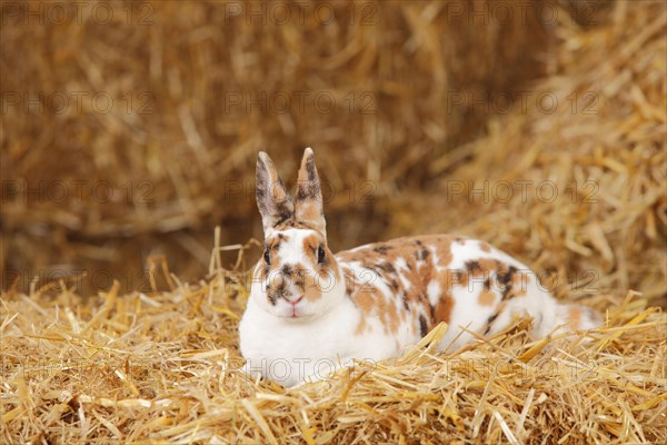 Dwarf Rex rabbit