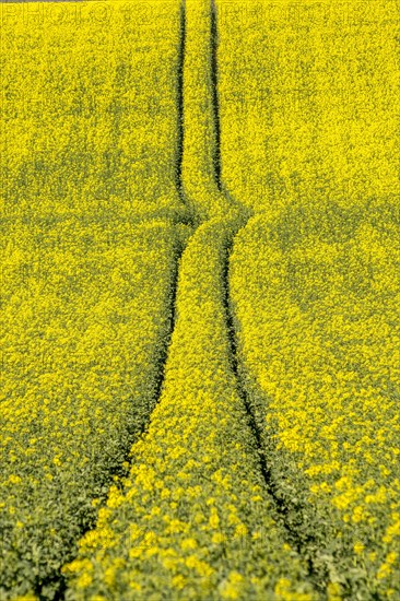 Tire tracks in the middle of a field of corn