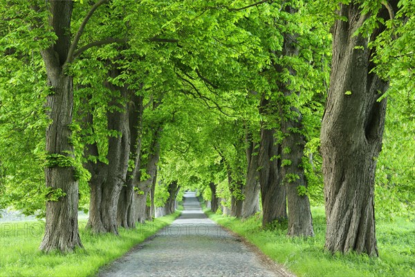 Chestnut avenue in spring