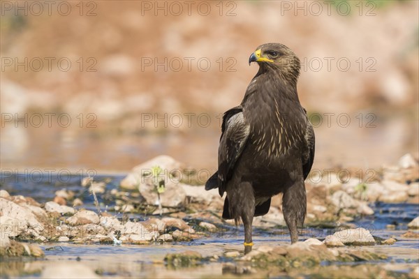 Lesser Spotted Eagle (Aquila pomarina)