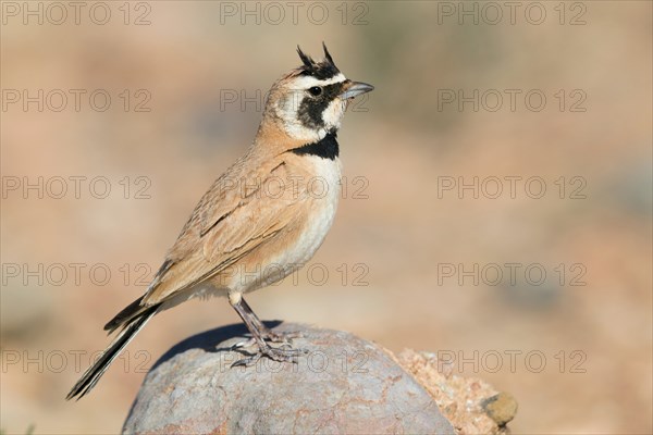 Temminck's Lark (Eremophila bilopha)