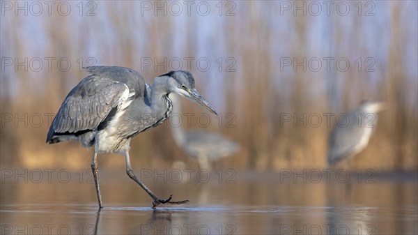 Grey heron or (Ardea cinerea) walks in the water