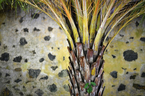 Tree trunk of a palm tree in front of a yellow black wall