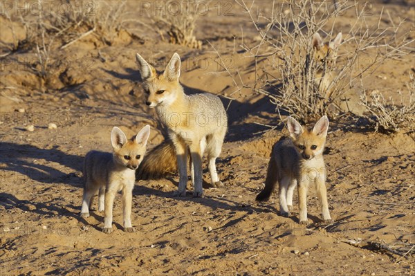 Cape foxes (Vulpes chama)