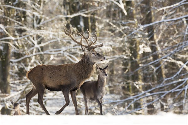 Red Deer (Cervus elaphus)