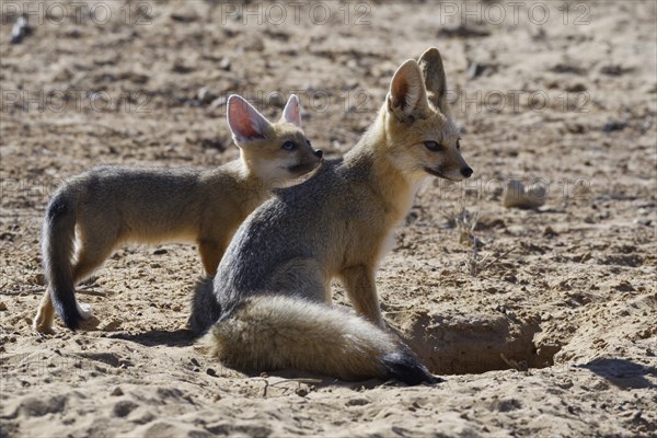 Cape foxes (Vulpes chama)