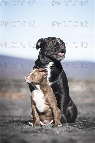 Two Bulldogs (Canis lupus familiaris) sitting in a row on Sandplatz