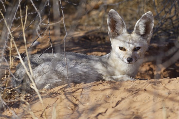 Cape fox (Vulpes chama)