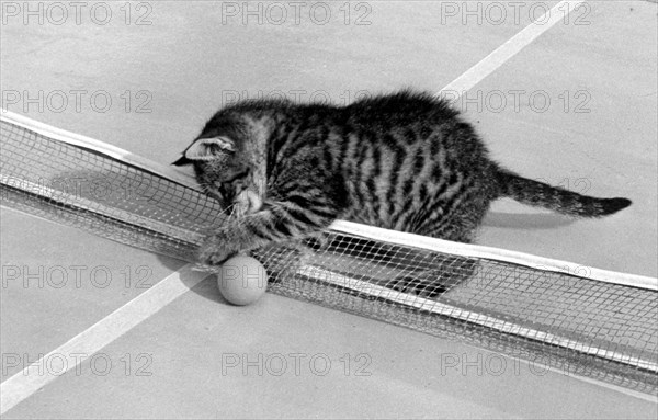 Kitten plays with table tennis ball