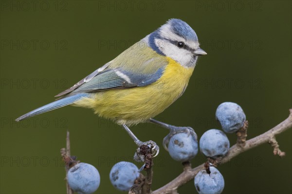 Blue Tit (Cyanistes caeruleus)