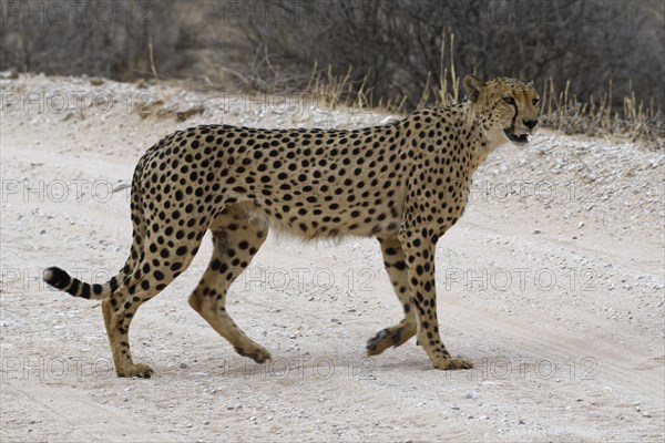 Cheetah (Acinonyx jubatus)