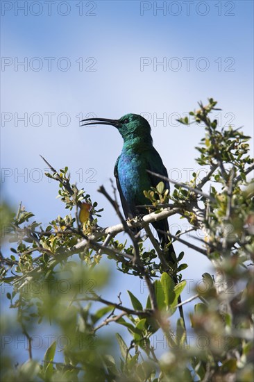 Malachite sunbird (Nectarinia famosa) sits in a tree