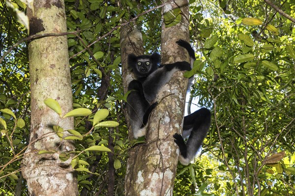 Indri (Indri indri)