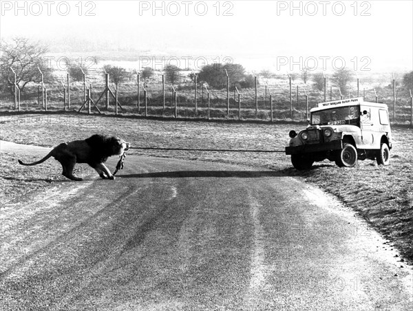 Leo pulls car