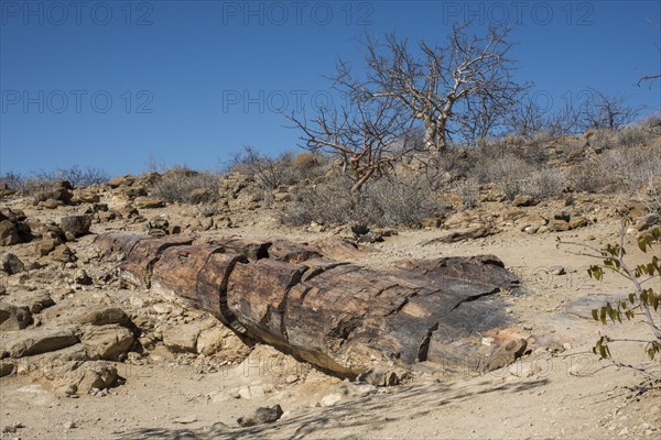 Petrified tree trunk