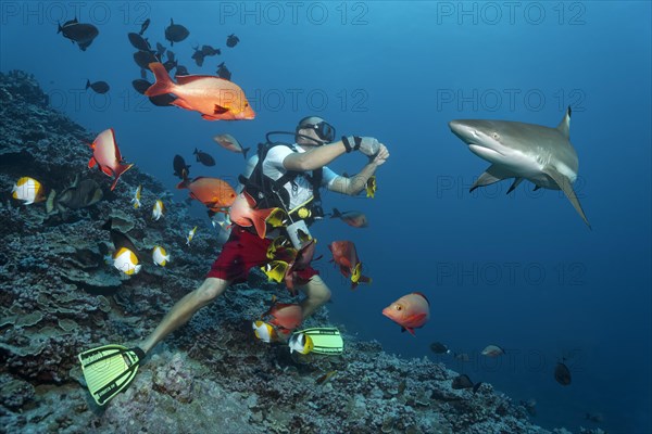 Divers surrounded by Blacktip reef sharks (Carcharhinus melanopterus)