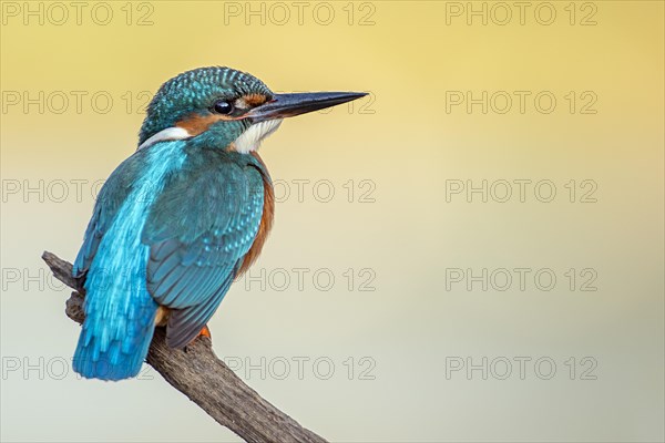 Common kingfisher (Alcedo atthis)