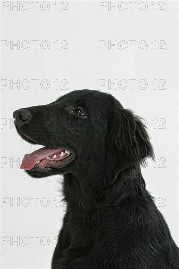 Flat Coated Retriever