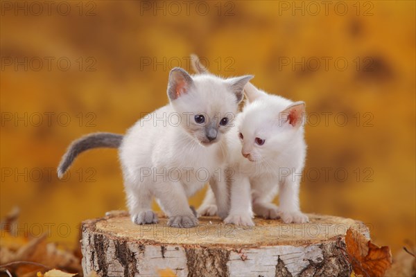 Siamese cats old type