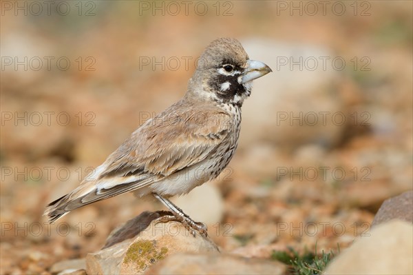 Thick-billed Lark (Ramphocoris clotbey)