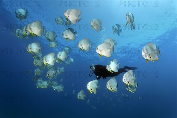 Diver observes swarm Longfin Batfishes (Platax teira)