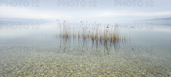 Misty lake with reeds