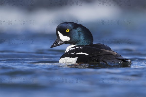 Barrow's Goldeneye (Bucephala islandica)