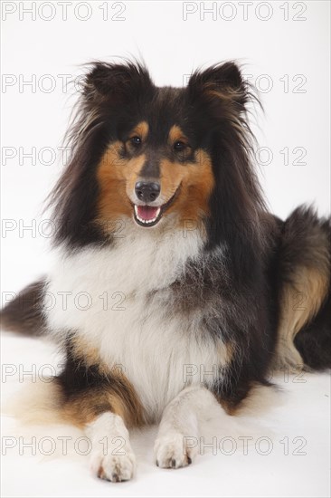 Longhair collie