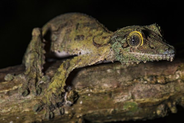 Mossy leaf-tailed gecko (Uroplatus sikorae)